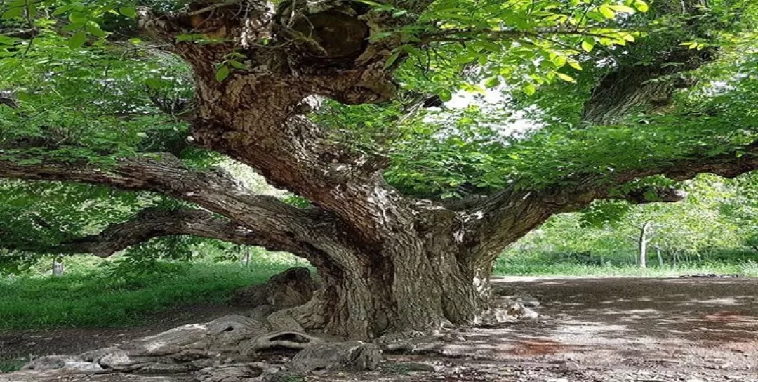 ییلاق ایران برای مسافران آغوش گشوده است